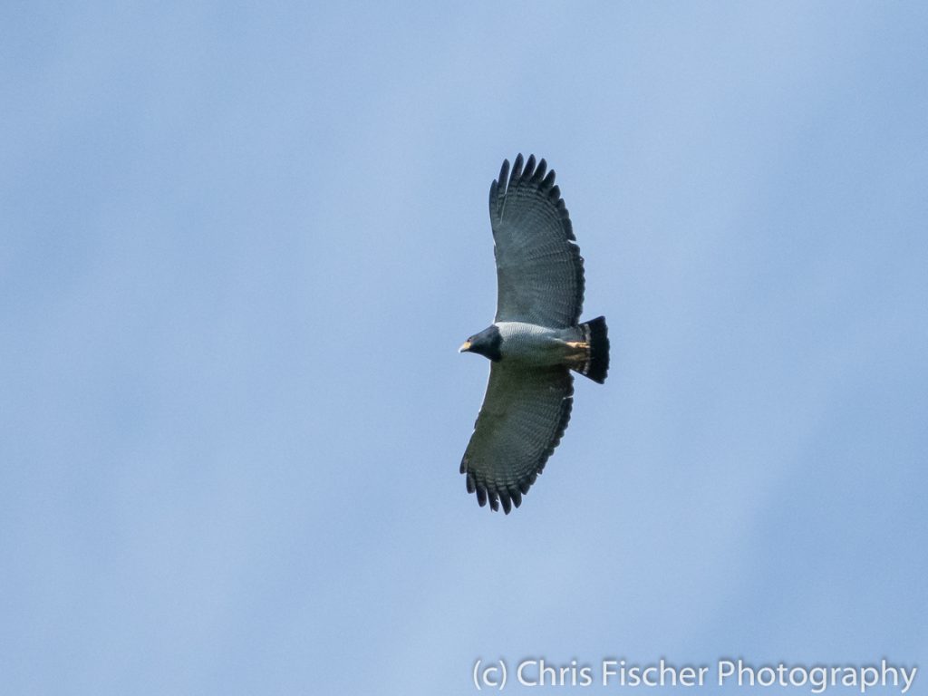 Barred Hawk, Río Rocas, Costa Rica