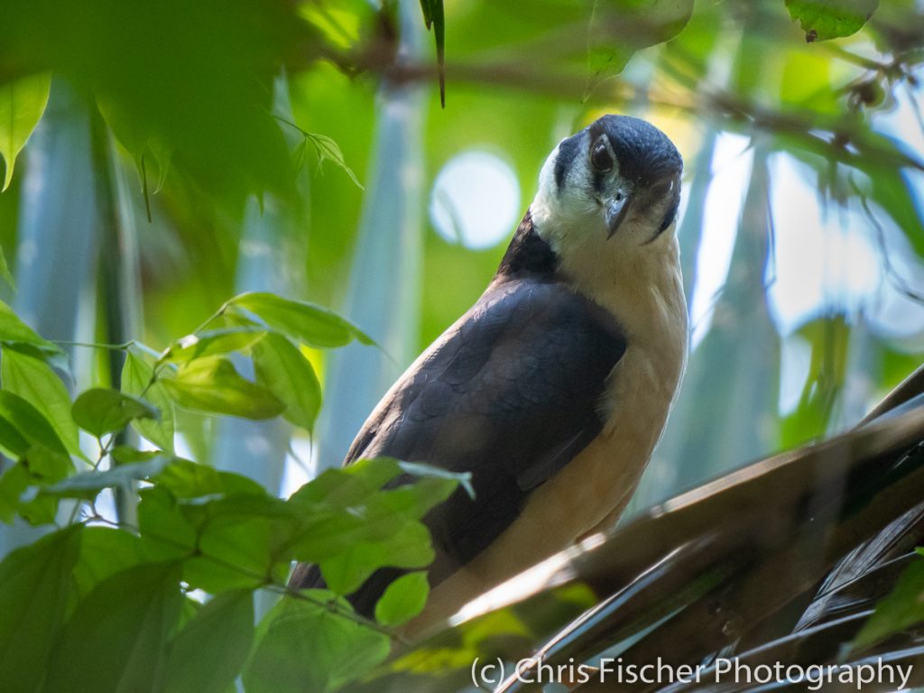 Collared Forest-Falcon, Curú National Wildlife Refuge, Costa Rica