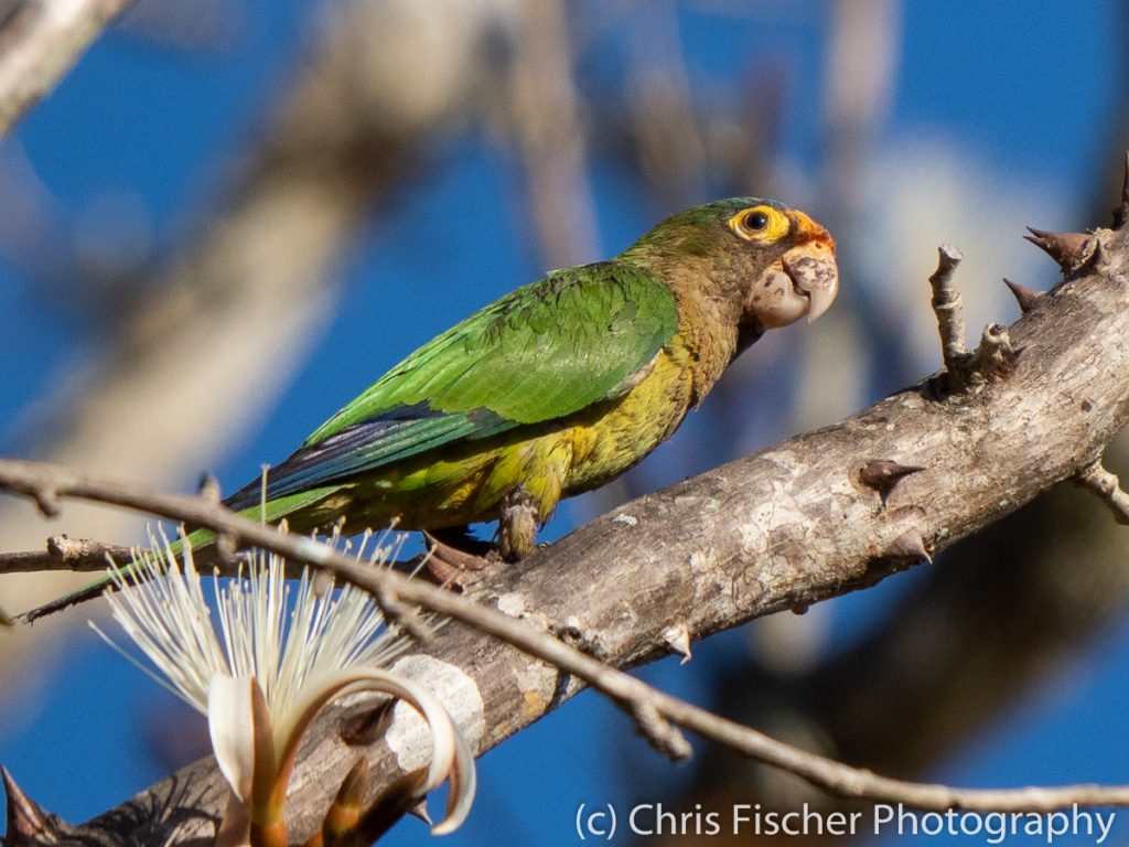 Orange-fronted Parrot, Curú National Wildlife Refuge, Costa Rica