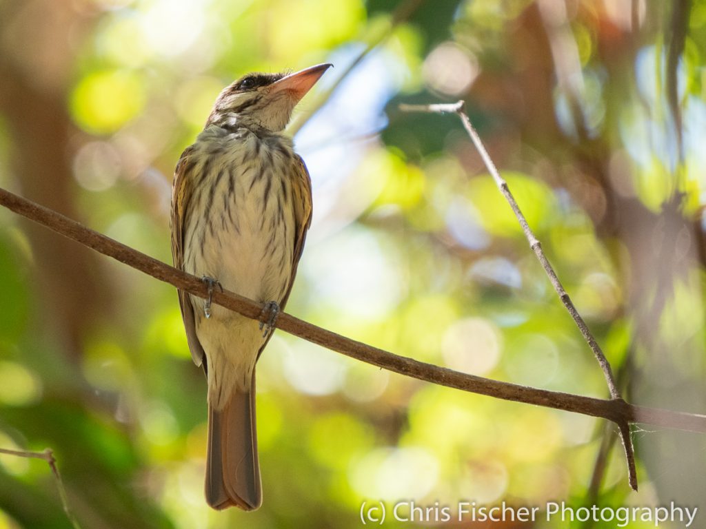 Streaked Flycatcher, Curú National Wildlife Refuge, Costa Rica