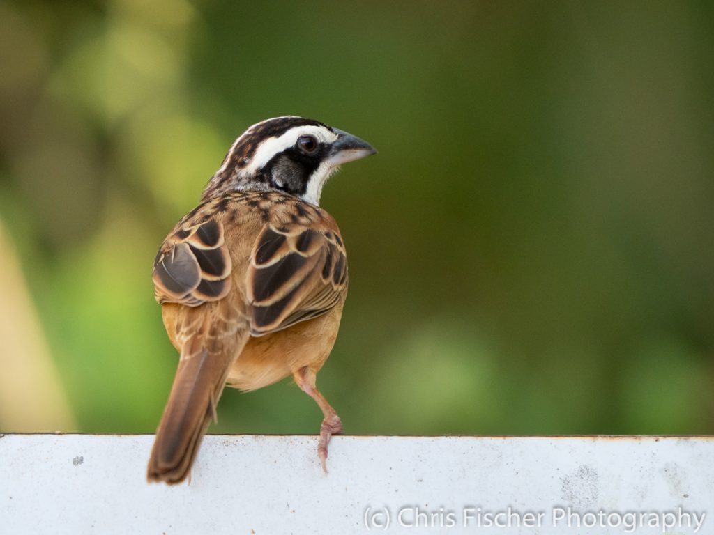 Stripe-headed Sparrow, Curú National Wildlife Refuge, Costa Rica