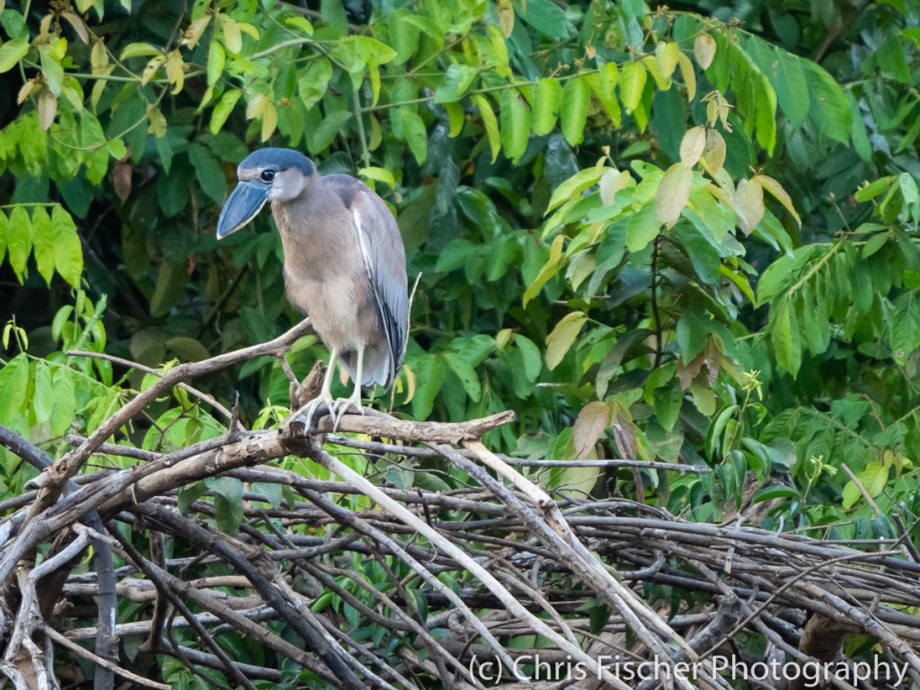 Boat-billed Heron, Caño Negro Wildlife Refuge, Costa Rica