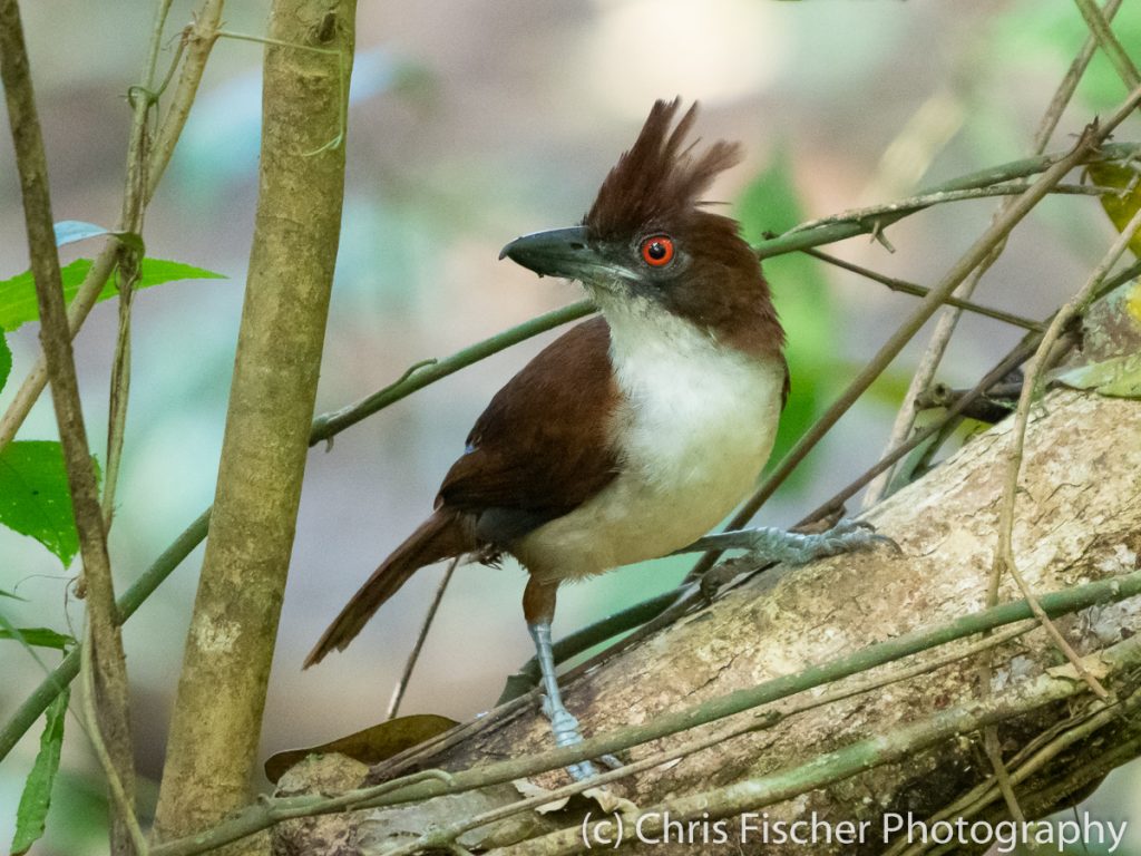 Great Antshrike (female), Caño Negro Wildlife Refuge, Costa Rica