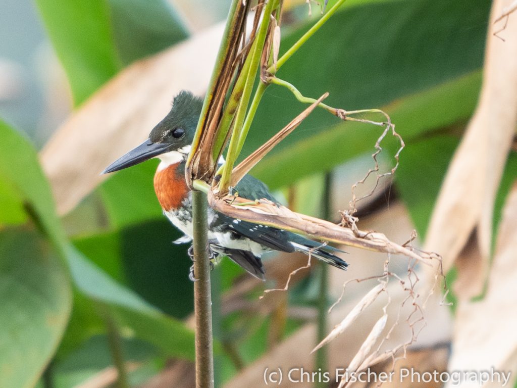 Green Kingfisher, Medio Queso Wetlands, Los Chiles, Costa Rica