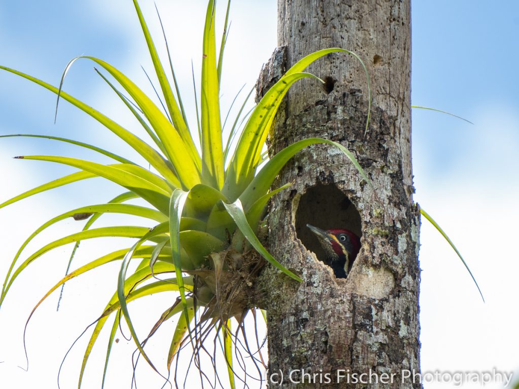 Linneated Woodpecker, Caño Negro Wildlife Refuge, Costa Rica