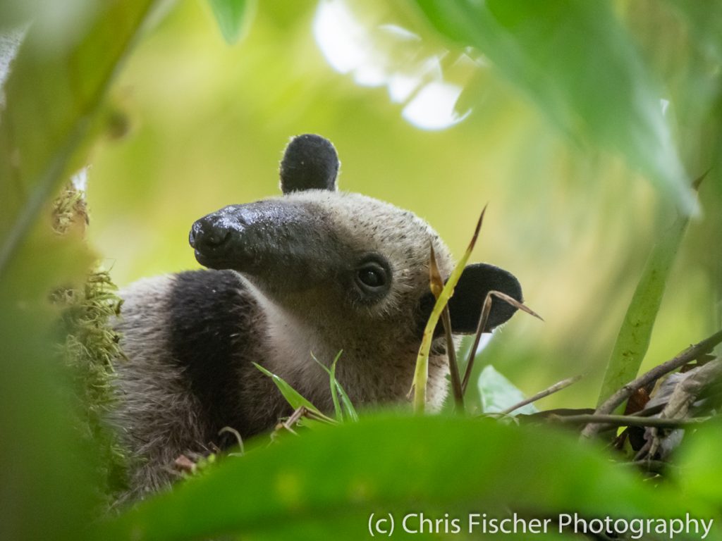 Northern Tamandua (anteater), Sarapiquí, Costa Rica