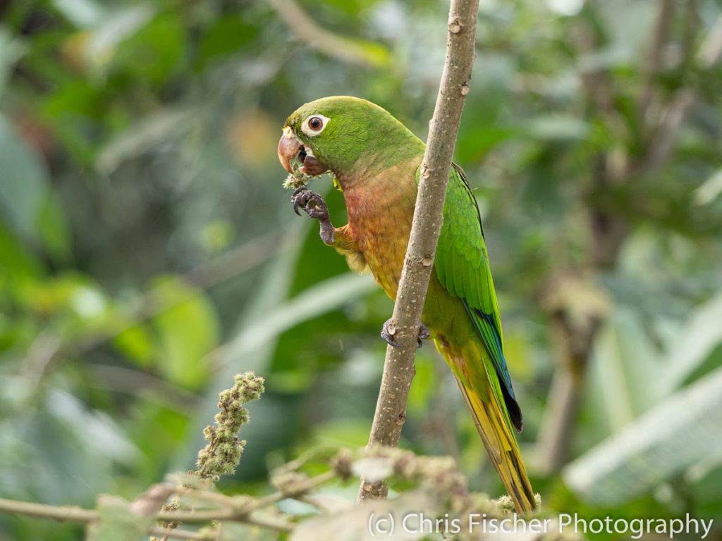 Olive-throated Parakeet, Posada Rural Oasis, Caño Negro Wildlife Refuge, Costa Rica
