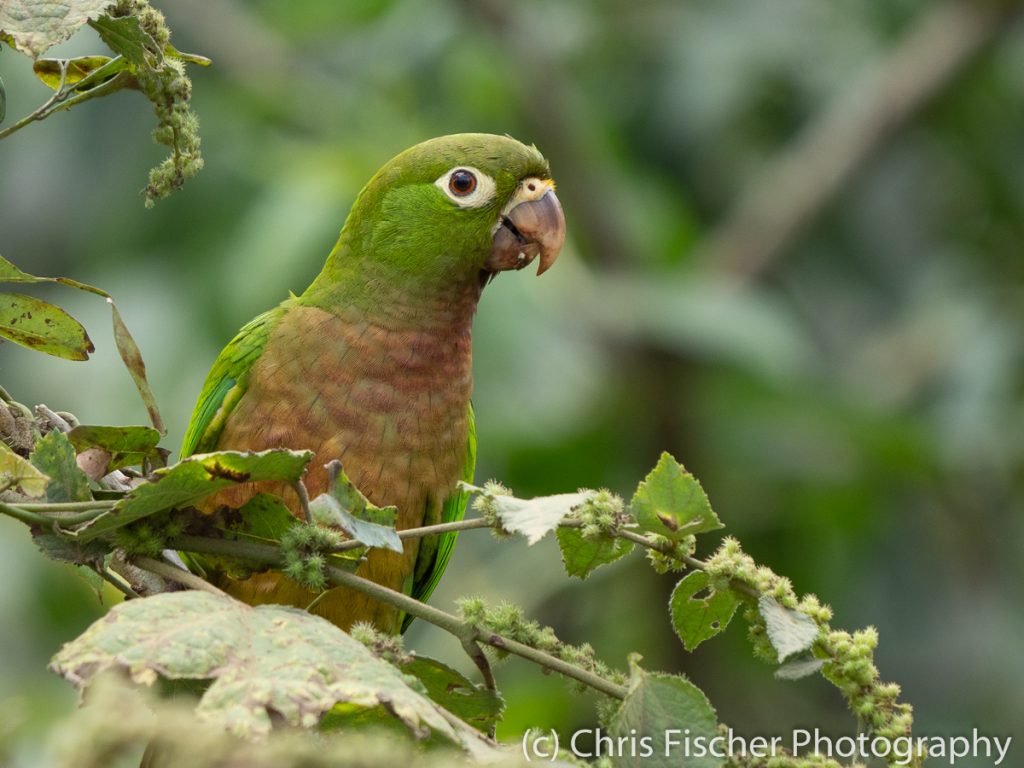 Olive-throated Parakeet, Posada Rural Oasis, Caño Negro Wildlife Refuge, Costa Rica