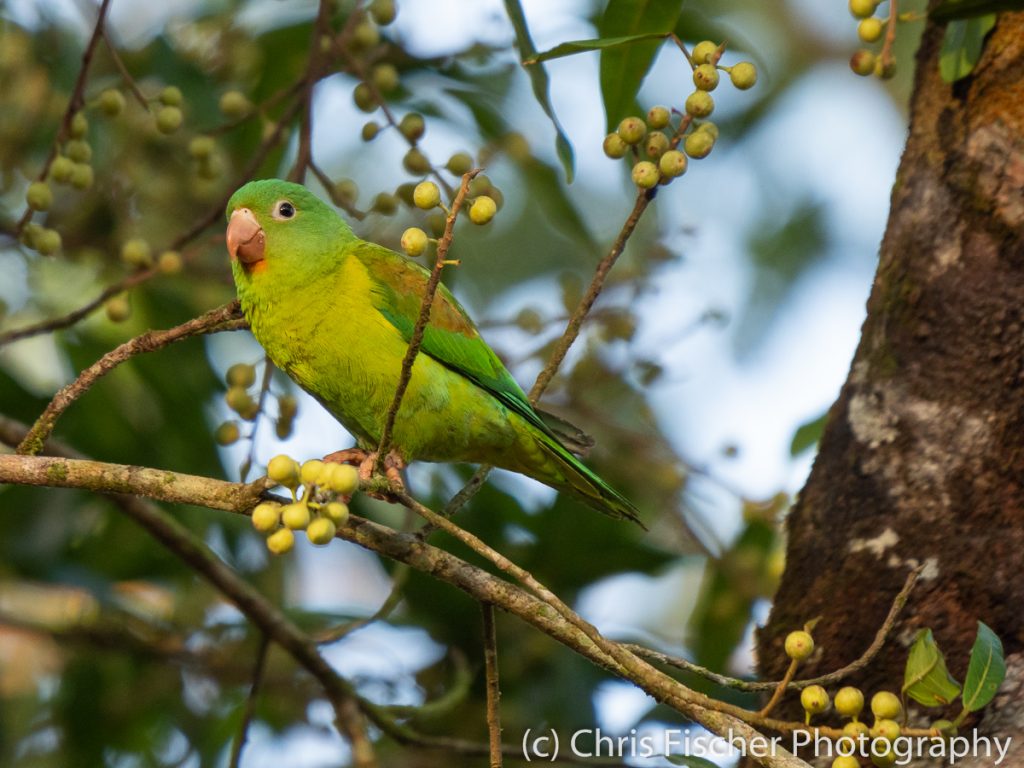 Orange-chinned Parakeet, Posada Rural Oasis, Caño Negro Wildlife Refuge, Costa Rica