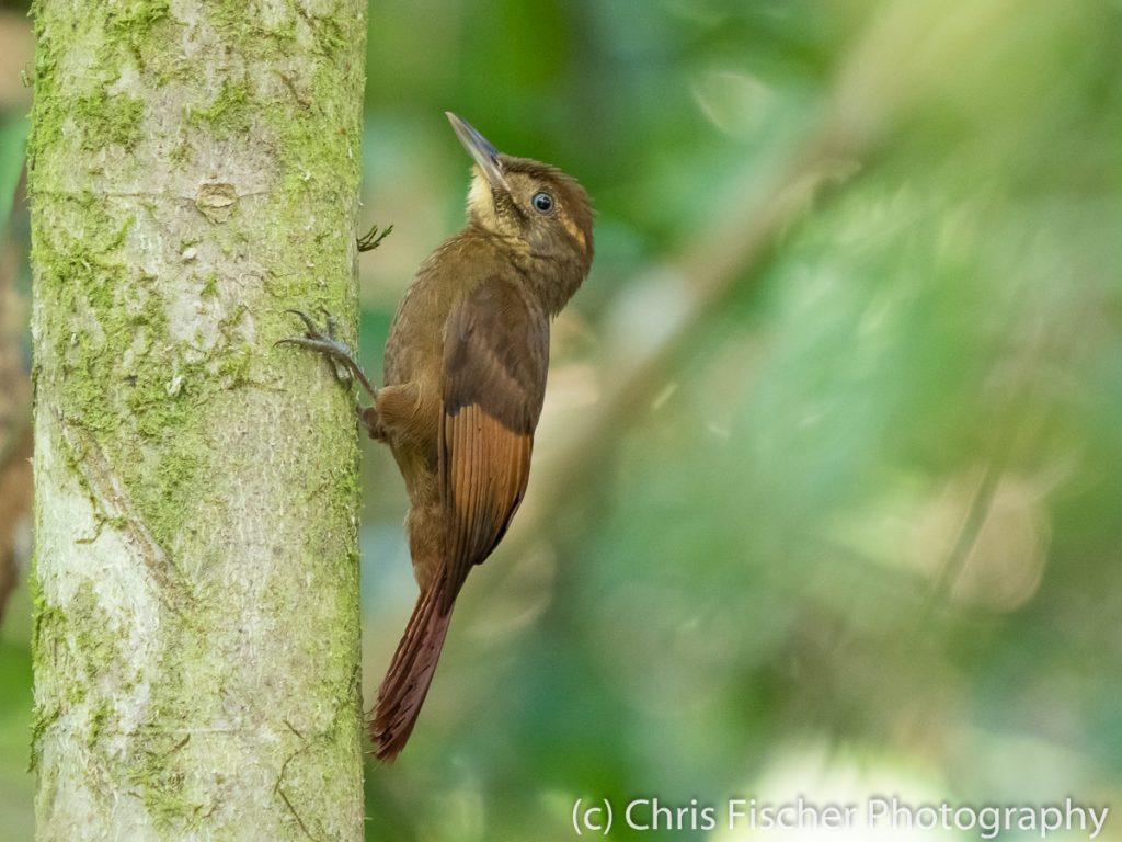 Tawny-winged Woodcreeper, Caño Negro Wildlife Refuge, Costa Rica