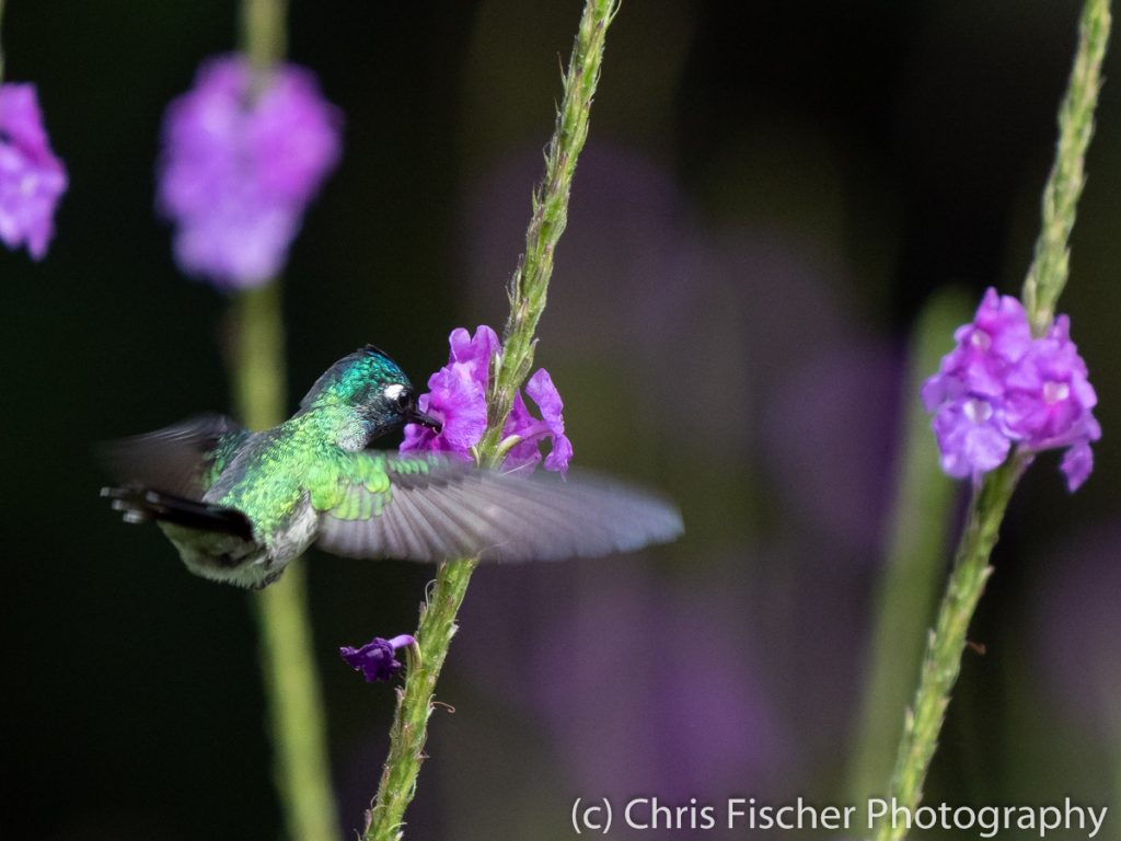 Violet-headed Hummingbird, Las Heliconias Rainforest Lodge, Bijagua, Costa Rica