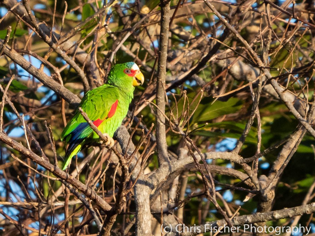 White-fronted Parrot, Campos cerca de Río Chicito, Costa Rica