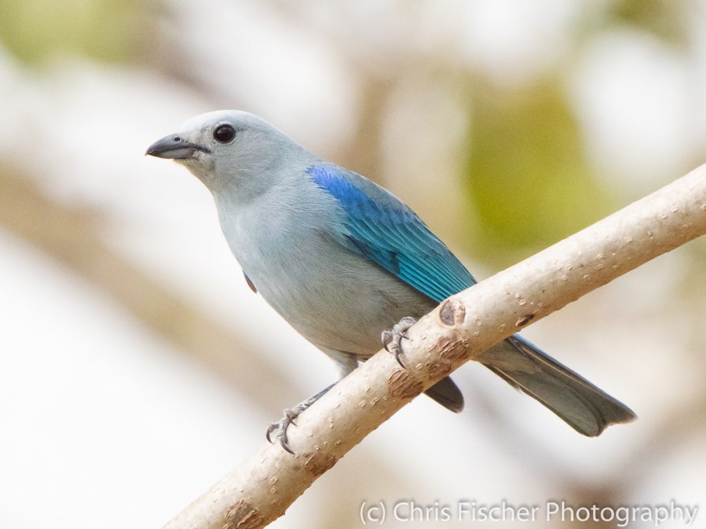Blue-gray Tanager, Quizarrá, Costa Rica