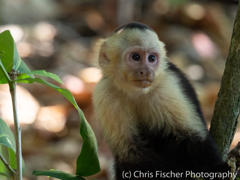 Capuchin Monkey, Manuel Antonio National Park, Costa Rica