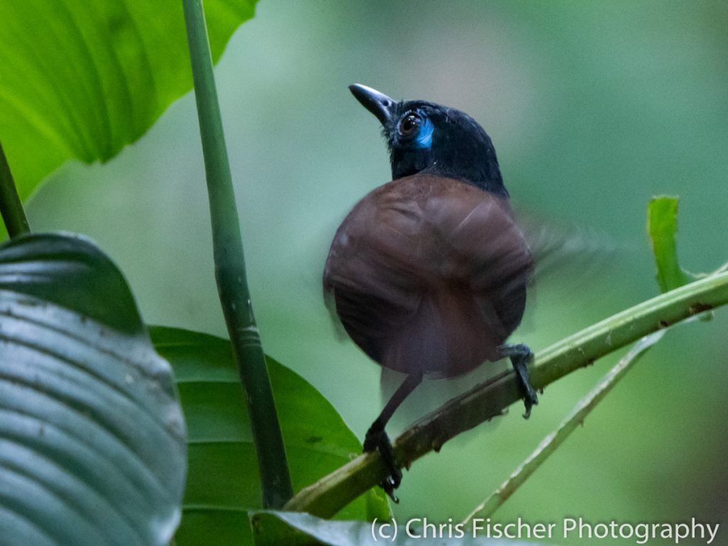Chestnut-backed Antbird, Manuel Antonio National Park, Costa Rica