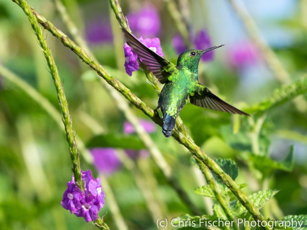 Garden Emerald, Quizarrá, Costa Rica