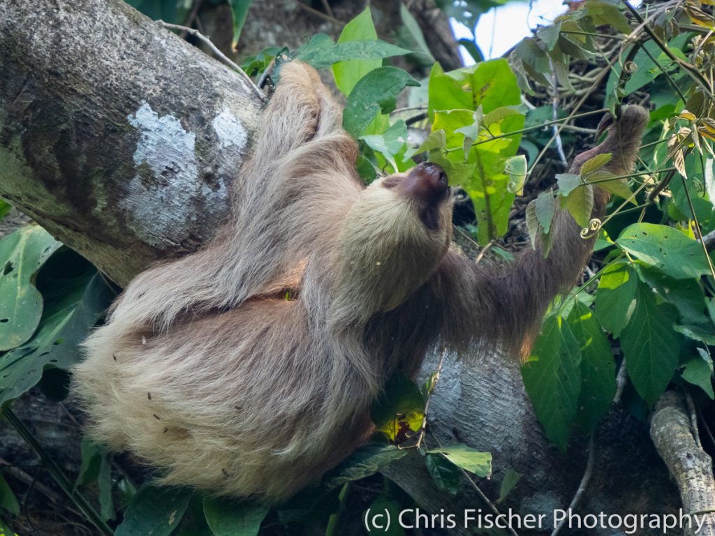 Hoffman's Two-toed Sloth, Manuel Antonio National Park, Costa Rica