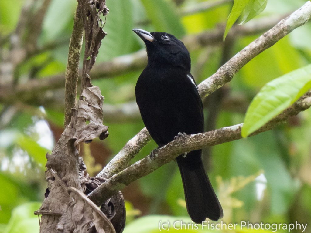 White-shouldered Tanager, Los Cusingos Reserve, Costa Rica