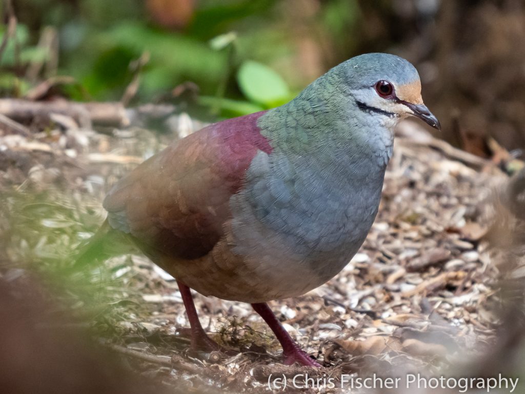 Buff-fronted Quail-Dove, Casa Tangara Dowii Reserve, Costa Rica
