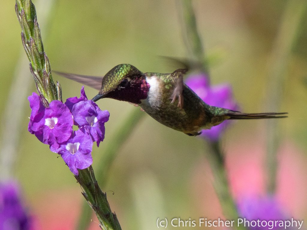 Scintillant Hummingbird, Bosque del Tolomuco, Costa Rica