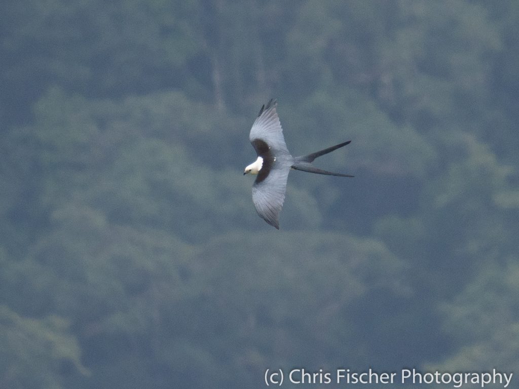 Swallow-tailed Kite, Bosque del Tolomuco, Costa Rica