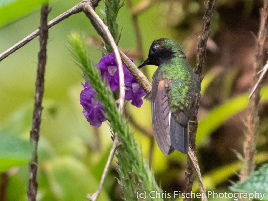 Black-bellied Hummingbird, Hotel Quelitales, Costa Rica