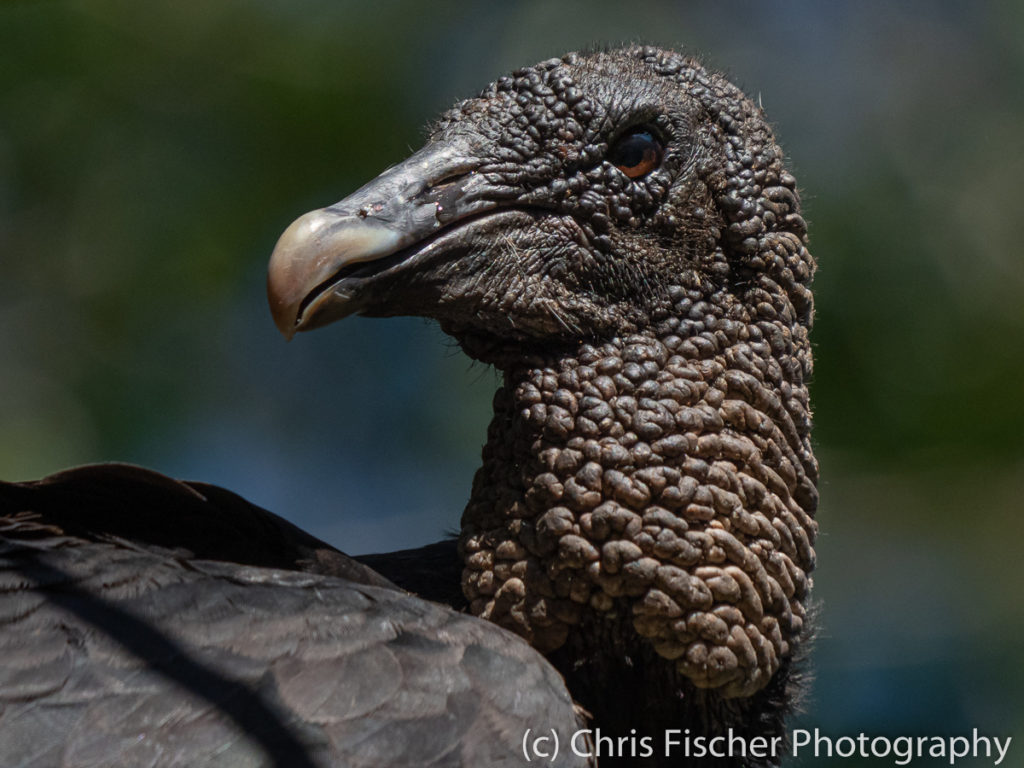 Black Vulture, Río Panica, Costa Rica