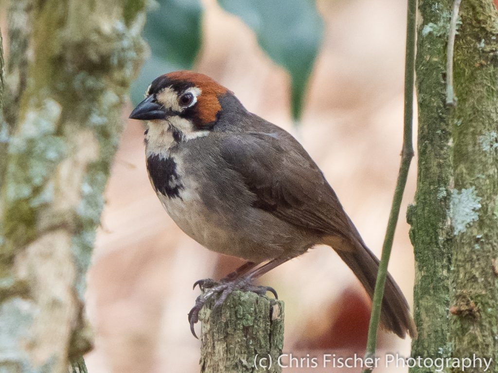 Cabanis's Ground-Sparrow, Ujarras, Costa Rica