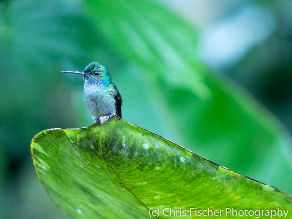 Charming Hummingbird, Esquinas Rainforest Lodge, Costa Rica