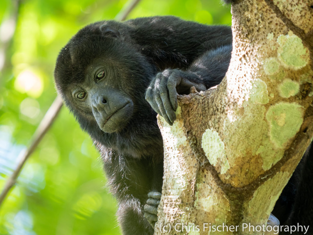 Mantled Howler Monkey, Nicoya Penninsula, Costa Rica