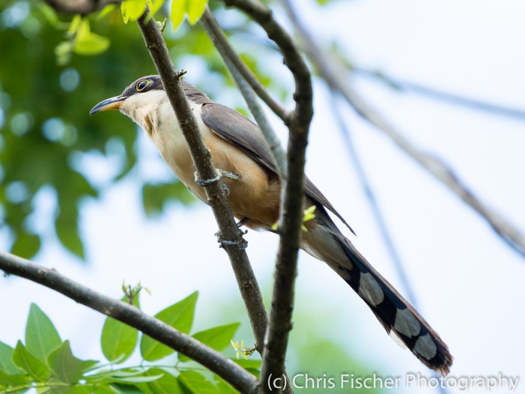 Mangrove Cuckoo, Coto 47 (Colorado River area), Costa Rica