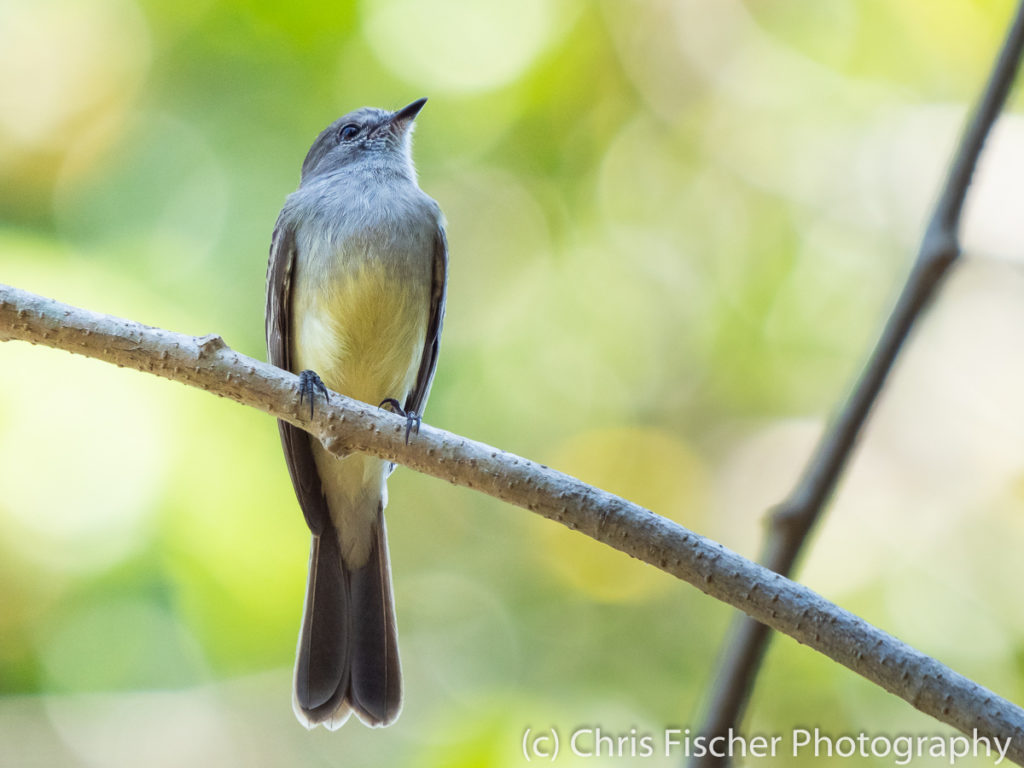 Northern Scrub-Flycatcher, Río Panica, Costa Rica