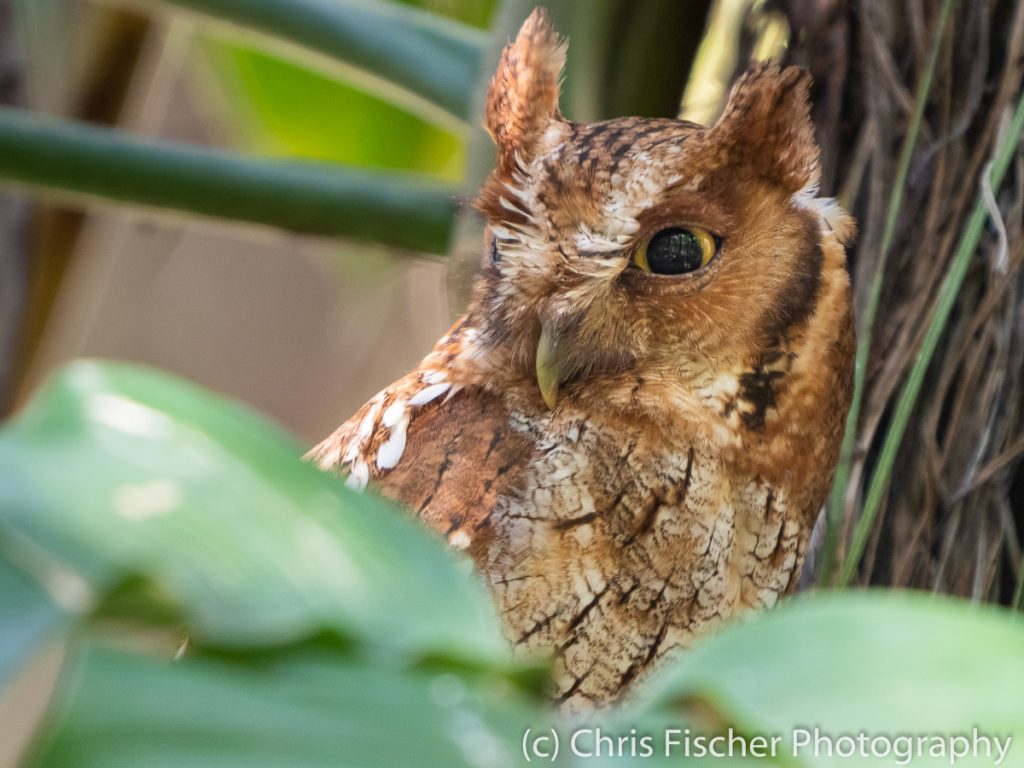 Tropical Screech-Owl, near Finca 54, Costa Rica