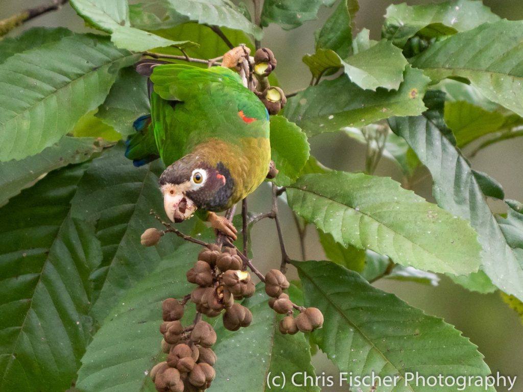 Brown-hooded Parrot, Selva Bananito Lodge, Costa Rica