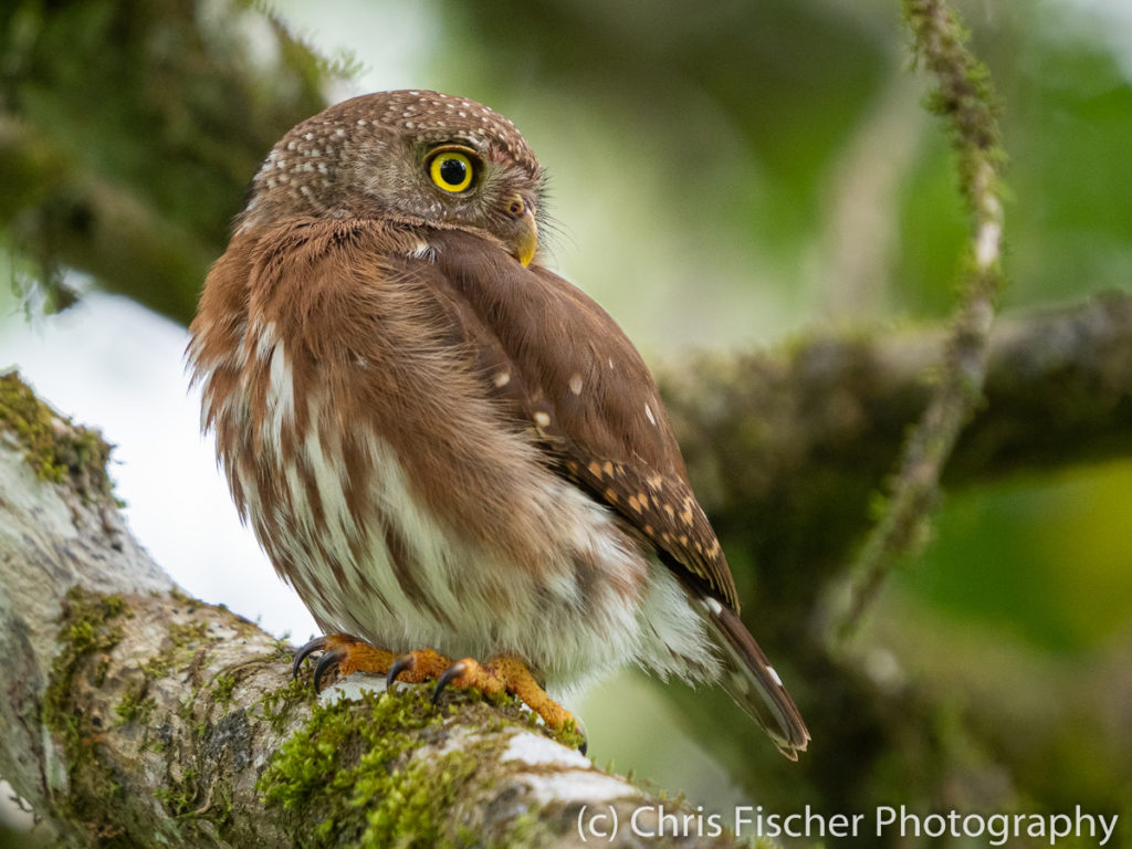 Central American Pygmy-Owl, Selva Bananito Lodge, Costa Rica