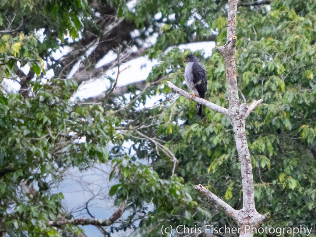Bicolored Hawk, Rancho Naturalista, Costa Rica