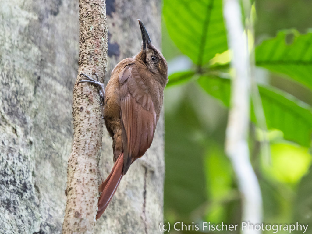Plain-brown Woodcreeper, Rancho Naturalista, Costa Rica