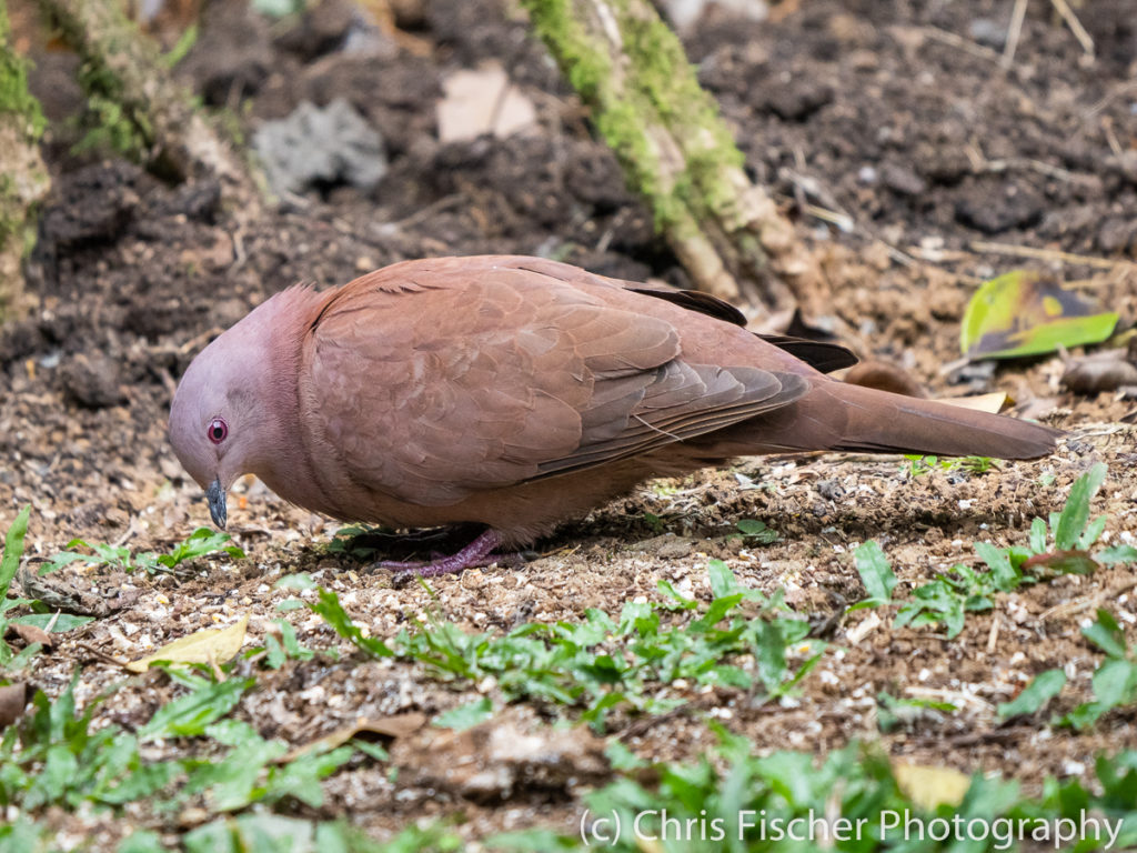 Ruddy Pigeon, Rancho Naturalista, Costa Rica