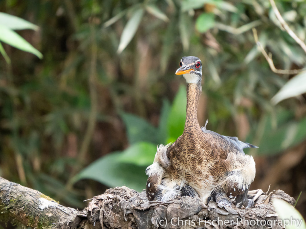 Sunbittern on nest, Plantanillo (near Rancho Naturalista), Costa Rica