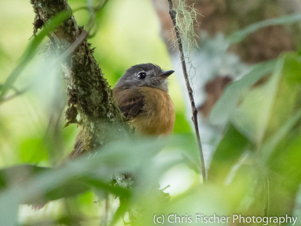 Tawny-chested Flycatcher, Rancho Naturalista, Costa Rica