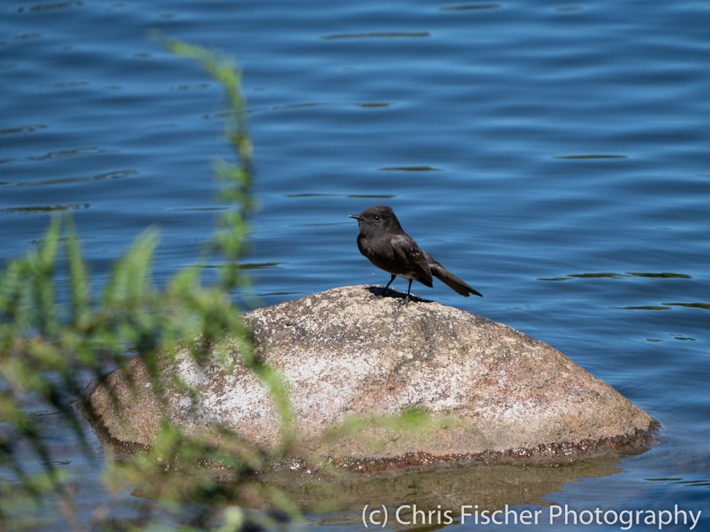 Black Phoebe, Paraíso del Bosque, Costa Rica