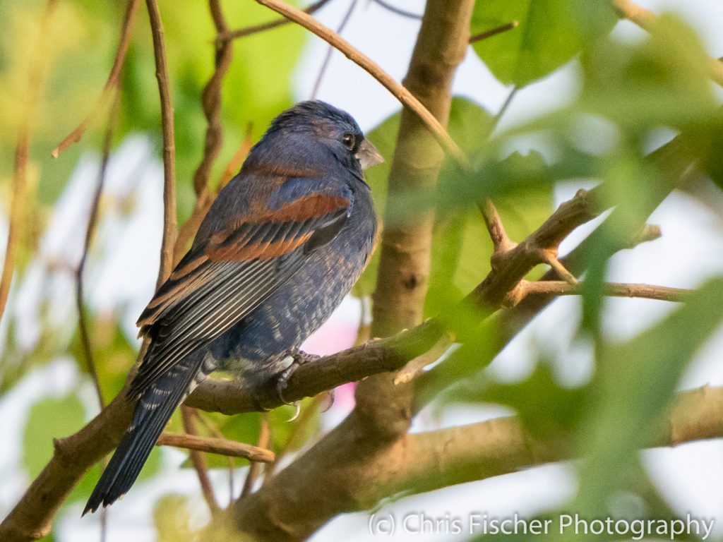 Blue Grosbeak, Guápiles, Costa Rica