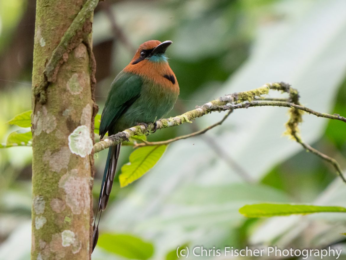 Broad-billed Motmot, EARTH University Broad-billed Motmot, EARTH University, Guácimo, Costa Rica