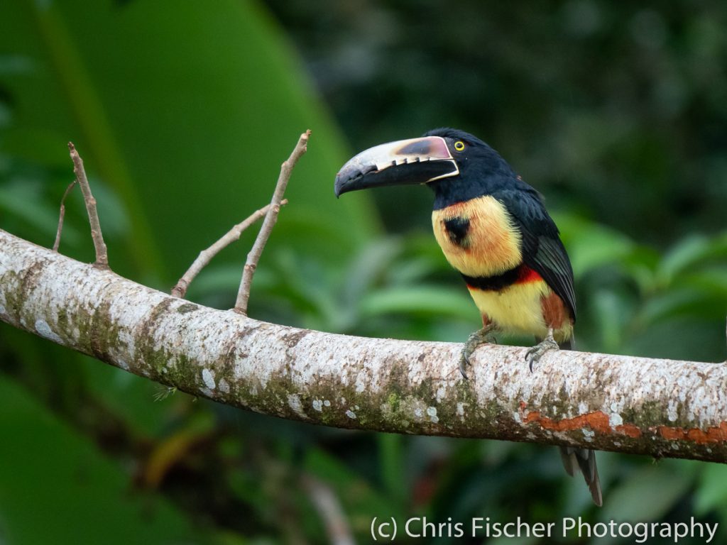 Collared Aracari, Los Golondrinas (Finca Ladef), Guácimo, Costa Rica