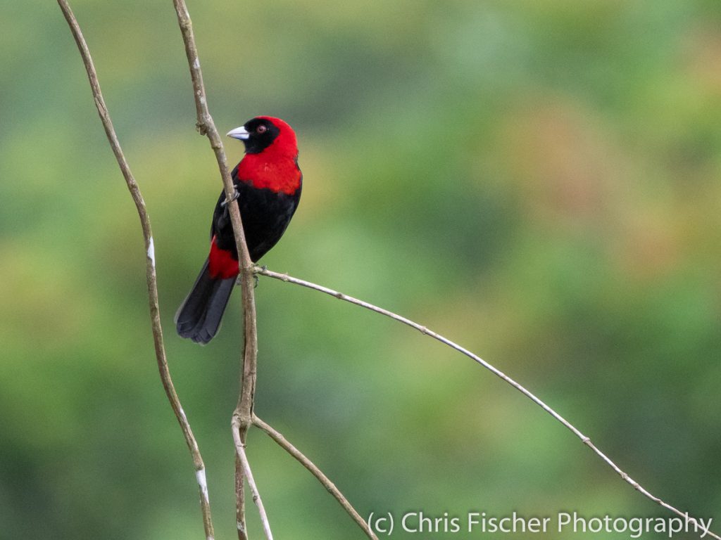 Crimson-collared Tanager, Los Golondrinas (Finca Ladef), Guácimo, Costa Rica