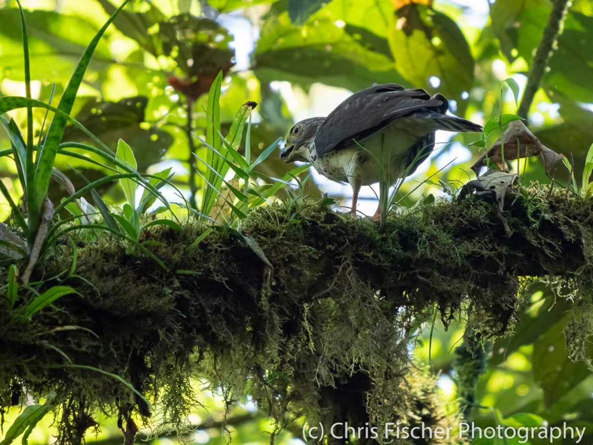 Double-toothed Kite, Quebrada González Station, Braulio Carillo National Park, Costa Rica