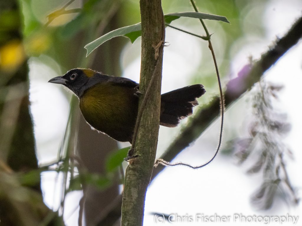 Dusky-faced Tanager, EARTH University, Guácimo, Costa Rica