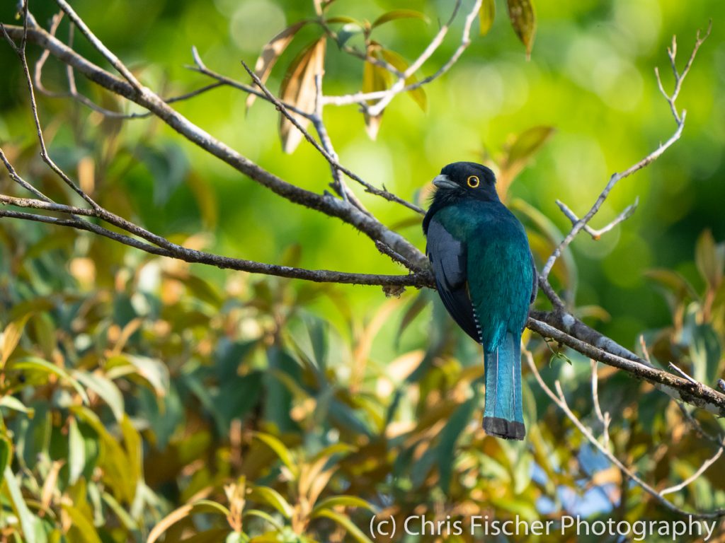 Gartered Trogon, Centro Manu, Costa Rica