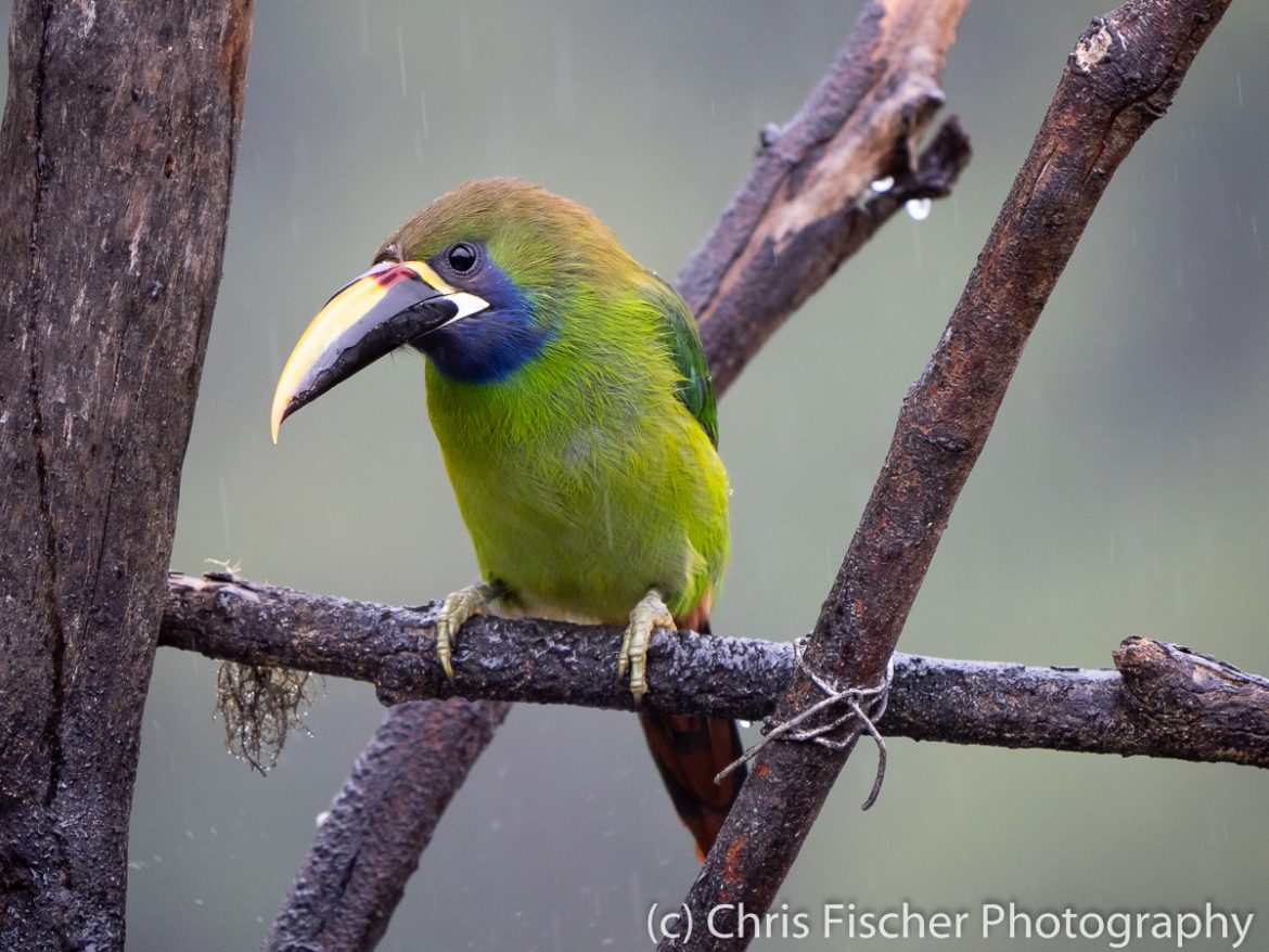 Northern Emerald-Toucanet