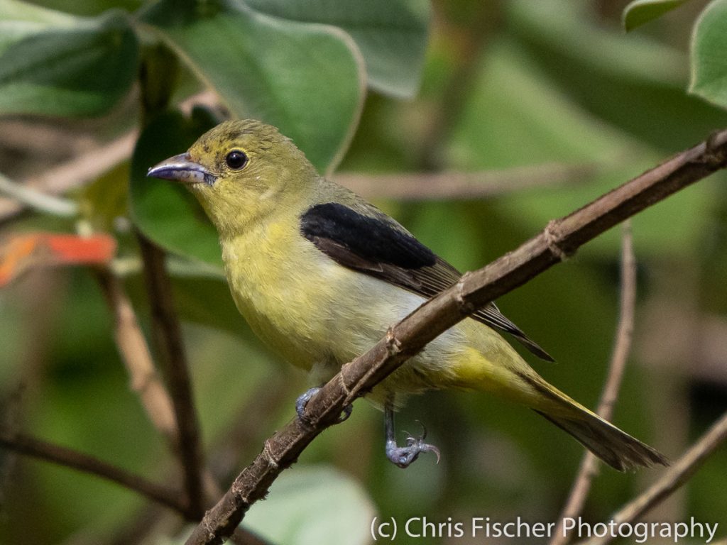 Scarlet Tanager, Río Rocas, Costa Rica